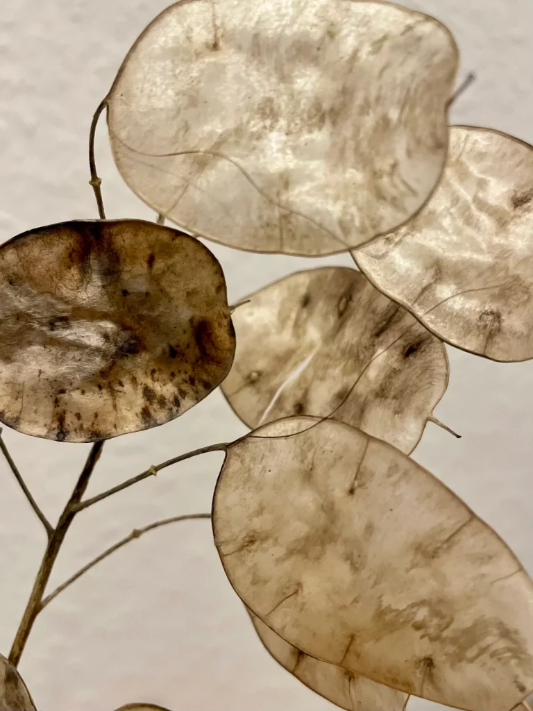 herbst-blatte Herbstlaub